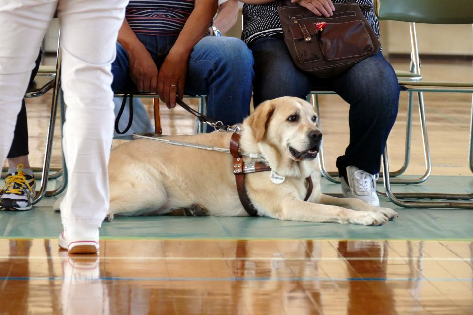 世田谷で愛犬のケアを徹底サポートのトリミングサロン