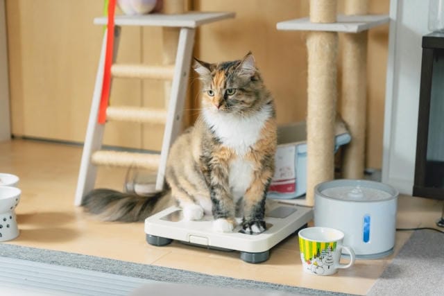 世田谷で見つける理想のトリミングサロン